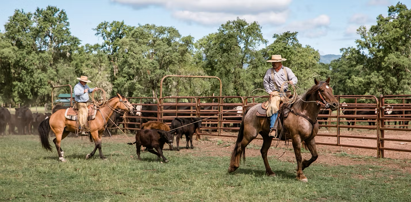 Laytonville Rodeo